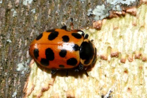 Réf. 199 140 : Hippodamia tredecimpunctata